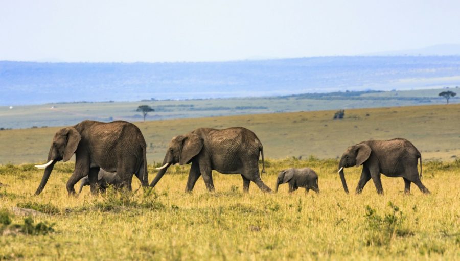 Experience a Safari in Style in Kenya